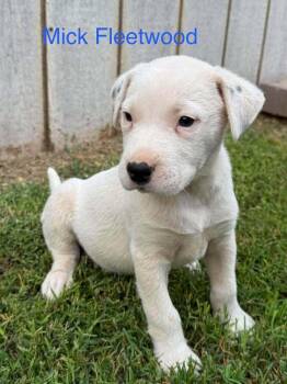 Mick Fleetwood -  Australian Cattle Dog Blue Heeler Dog for Adoption in Waunakee, Wisconsin - Mick Fleetwood | PetCurious