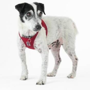 Jack Russell Terrier Dogs Available for Adoption in San Francisco, California - Cumberland 14049 | PetCurious