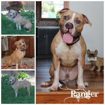 Rescue Terrier Dogs for Adoption in Sioux Falls, South Dakota - Ranger | PetCurious