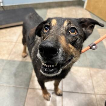 Juniper -  Mixed Breed Dog for Adoption in Chattanooga, Tennessee - Juniper | PetCurious