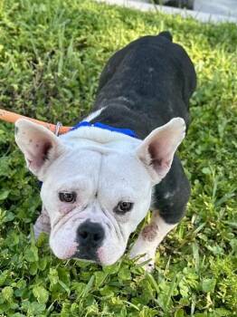 BARBIE -  English Bulldog and Mixed Breed Dog for Adoption in Fort Lauderdale, Florida - BARBIE | PetCurious