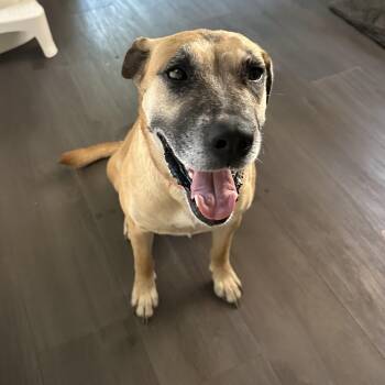 Presa Canario Dogs Available for Adoption in Harlingen, Texas - Cookie Crumb | PetCurious