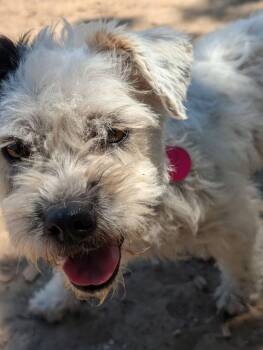 Marshmellow -  Poodle and Maltese Dog for Adoption in Santa Rosa, California - Marshmellow | PetCurious