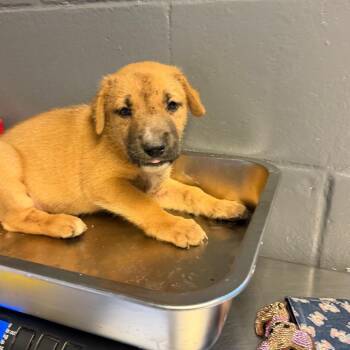 TUSC-Stray-84732_2 -  Hound and Shepherd Dog for Adoption in Tuscaloosa, Alabama - TUSC-Stray-84732_2 | PetCurious