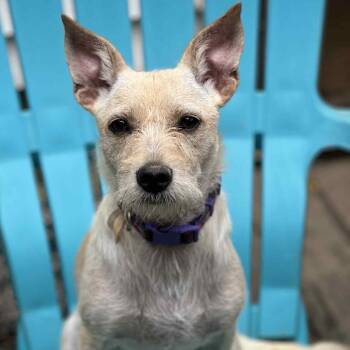 Rescue Mixed Breed Dogs for Adoption in Harrington, Delaware - Chianti | PetCurious