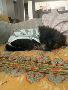 Macy -  Shih Tzu Dog for Adoption in Memphis, Tennessee - Macy | PetCurious