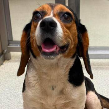 Clementine -  Beagle Dog for Adoption in North Charleston, South Carolina - Clementine | PetCurious