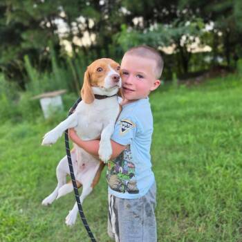 Miss Piggy -  Beagle and Chihuahua Dog for Adoption in Chesapeake, Virginia - Miss Piggy | PetCurious