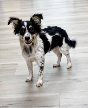 Apple -  Chihuahua and Papillon Dog for Adoption in Tifton, Georgia - Apple | PetCurious