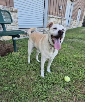 Beau -  Labrador Retriever Dog for Adoption in Schertz, Texas - Beau | PetCurious