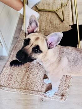 Indie -  American Staffordshire Terrier and Siberian Husky Dog for Adoption in Wake Forest, North Carolina - Indie | PetCurious