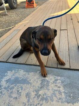 Rescue German Shepherd Dog Dogs for Adoption in Stockton, California - STALLONE | PetCurious