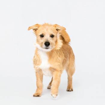 Rescue Terrier Dogs for Adoption in Grand Forks, North Dakota - Salem | PetCurious