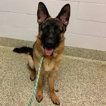 Ace Ventura II -  German Shepherd Dog Dog for Adoption in Denver, Colorado - Ace Ventura II | PetCurious