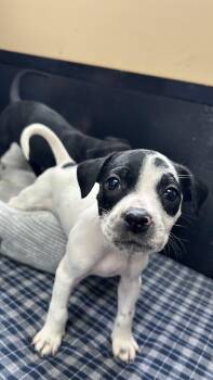 Pit Bull Terrier Dogs Available for Adoption in White Oak, Pennsylvania - Bubbles  | PetCurious