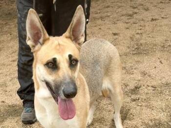 Mixed Breed Dogs Available for Adoption in Georgetown, Texas - Gucci | PetCurious
