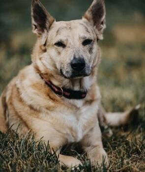 Betsy -  Australian Cattle Dog Blue Heeler Dog for Adoption in Denver, Colorado - Betsy | PetCurious
