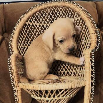 Trout -  Chiweenie Dog for Adoption in Lucedale, Mississippi - Trout | PetCurious