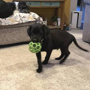 Mixed Breed Dogs Available for Adoption - Pip | PetCurious