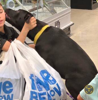 Lala -  Labrador Retriever and Mixed Breed Dog for Adoption in Houston, Texas - Lala | PetCurious