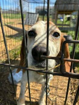 Beagle Dogs Available for Adoption in Newport, Kentucky - Naomi | PetCurious