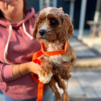 Scampi -  Cavalier King Charles Spaniel and Poodle Dog for Adoption in Campton Hills, Illinois - Scampi | PetCurious