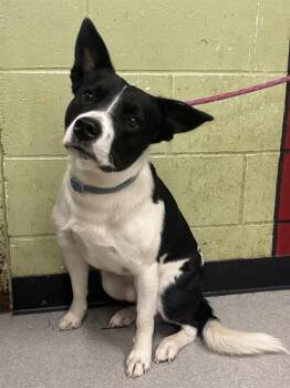 MARSHAL -  Australian Cattle Dog Blue Heeler Dog for Adoption in Indianapolis, Indiana - MARSHAL | PetCurious