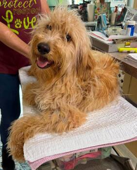 Sebastian Bach (NOT YET AVAILABLE) -  Golden Retriever and Poodle Dog for Adoption in Benton, Louisiana - Sebastian Bach (NOT YET AVAILABLE) | PetCurious