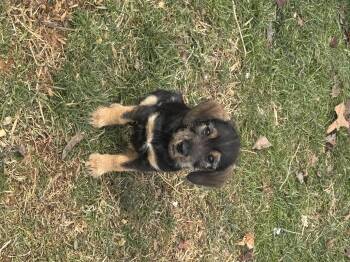 Dachshund and Beagle Dogs Available for Adoption - Hosea | PetCurious