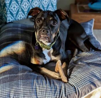 Archie -  Boxer Dog for Adoption in Cleveland, Ohio - Archie | PetCurious