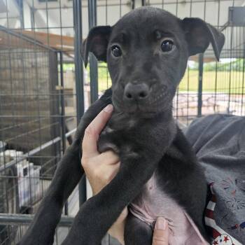 Mixed Breed Dogs Available for Adoption in Pulaski, Tennessee - Valor "Val" | PetCurious