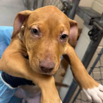 Rhodesian Ridgeback Dogs Available for Adoption - Steezy | PetCurious