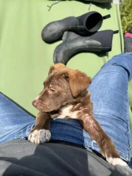 Mixed Breed Dogs Available for Adoption in Wyoming, Michigan - Ziggy | PetCurious