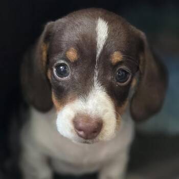 Grace Shelby -  Dachshund Dog for Adoption in Normal, Illinois - Grace Shelby | PetCurious