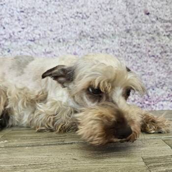 Lynn -  Miniature Schnauzer Dog for Adoption in Normal, Illinois - Lynn | PetCurious