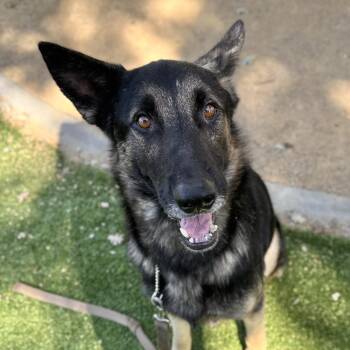 Stan - ECAS -  German Shepherd Dog and Mixed Breed Dog for Adoption in Pleasanton, California - Stan - ECAS | PetCurious