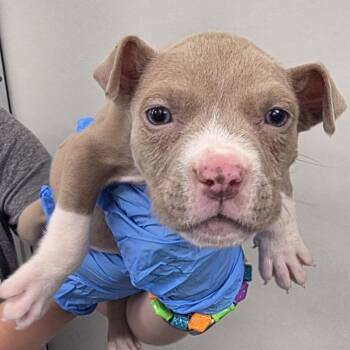 Pit Bull Terrier Dogs Available for Adoption in Chesapeake, Virginia - Balboa | PetCurious