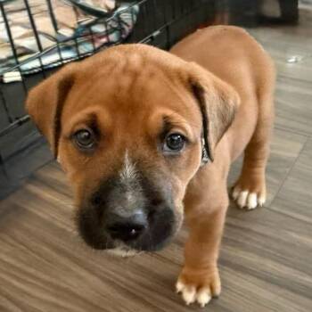 Boxer and American Bulldog Dogs Available for Adoption in Concord, North Carolina - Luca | PetCurious