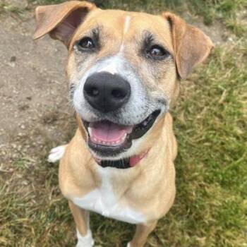Estrella -  Foxhound and Mixed Breed Dog for Adoption in Indianapolis, Indiana - Estrella | PetCurious
