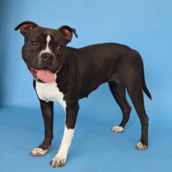 Boxer Dogs Available for Adoption in Pasadena, California - LILLY | PetCurious