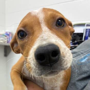 Potato Chip -  Cattle Dog and Mixed Breed Dog for Adoption in Corpus Christi, Texas - Potato Chip | PetCurious