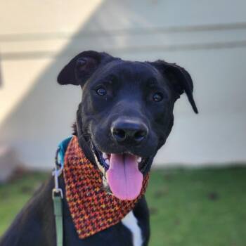 Rescue Black Labrador Retriever and Boxer Dogs for Adoption in Austin, Texas - Vince LK | PetCurious