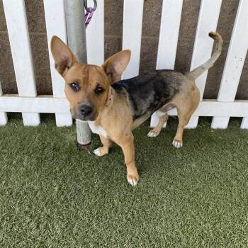 A613608 -  Chihuahua and Mixed Breed Dog for Adoption in Modesto, California - A613608 | PetCurious