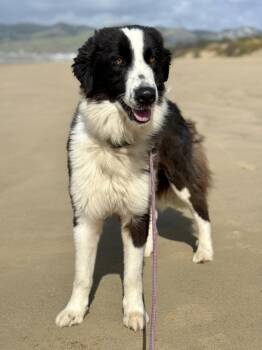 Border Collie and Great Pyrenees Dogs Available for Adoption - Evie | PetCurious
