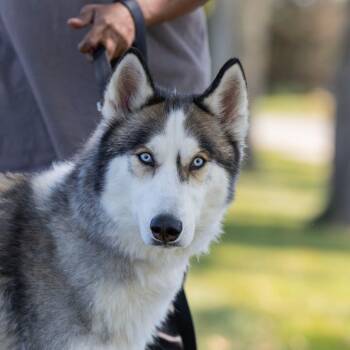 Zorro -  Mixed Breed Dog for Adoption in Dearborn, Michigan - Zorro | PetCurious