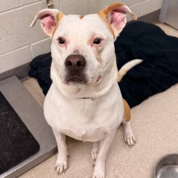 Safari -  Pit Bull Terrier Dog for Adoption in Evansville, Indiana - Safari | PetCurious