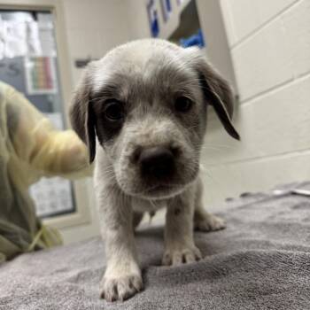 Great Pyrenees and German Shorthaired Pointer Dogs Available for Adoption - Boris | PetCurious