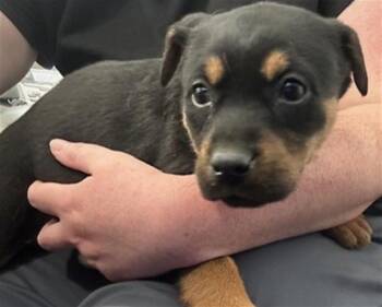 Mixed Breed Dogs Available for Adoption - CLAIRE | PetCurious