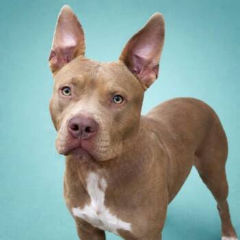 Rabbit -  Pit Bull Terrier Dog for Adoption in York, Pennsylvania - Rabbit | PetCurious