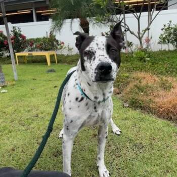 Cattle Dog and Mixed Breed Dogs Available for Adoption in Honolulu, Hawaii - Ellie | PetCurious